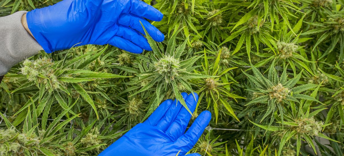 Plantație legală de marijuana în Canada Tot mai multe femei consumă cannabis zilnic înainte și în timpul sarcinii arată concluziile unui studiu realizat în SUA