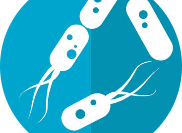 Bacteriile intestinale programează ritmurile metabolice de absorbție a nutrienților, arată un studiu realizat în SUA