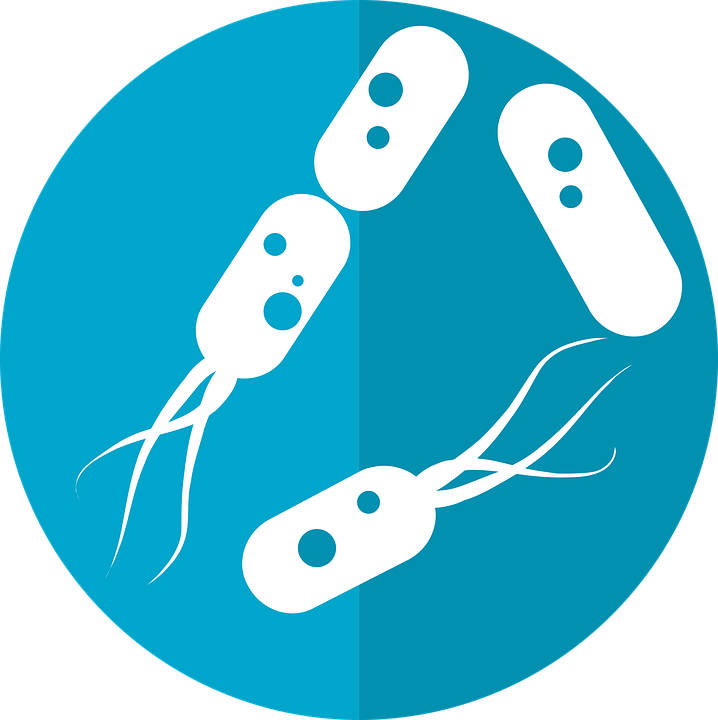 Bacteriile intestinale programează ritmurile metabolice de absorbţie a nutrienţilor, arată un studiu realizat în SUA