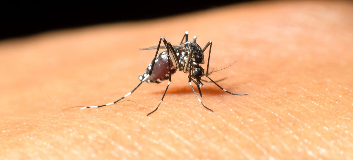 Studiu: Insulina crește imunitatea țânțarilor față de virusul West Nile, ceea ce poate opri răspândirea infecției la oameni