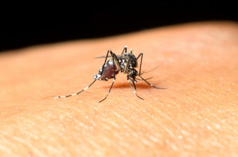 Febra Dengue, detectată cu ajutorul smartphone-ului