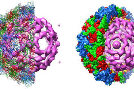 Un nou virus ar putea ajuta la distrugerea cancerului