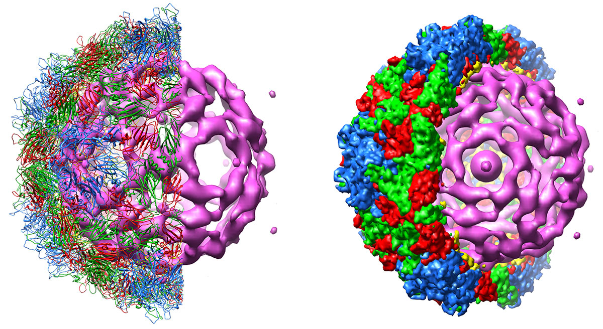 Un nou virus ar putea ajuta la distrugerea cancerului