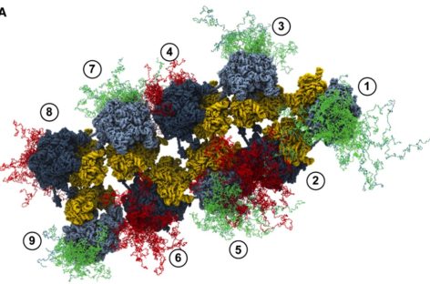 O proteină care poate proteja organismul împotriva efectelor infarctului şi cancerului, descoperită de cercetătorii americani