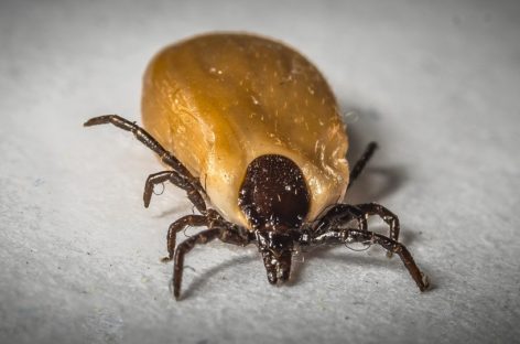 Un antibiotic uitat ar putea trata eficient boala Lyme