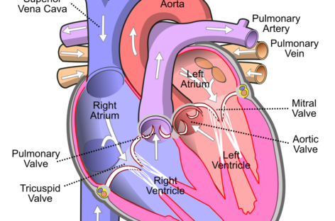 Un nou tip de celule imune esenţiale pentru formarea valvelor cardiace, descoperit de cercetătorii americani