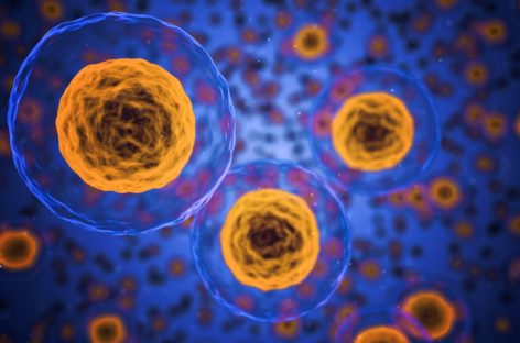 Cercetătorii australieni au descoperit un mecanism de curațare a ”gunoiului celular”, ce poate ajuta la lupta împotriva bolilor neurodegerative și a îmbătrânirii
