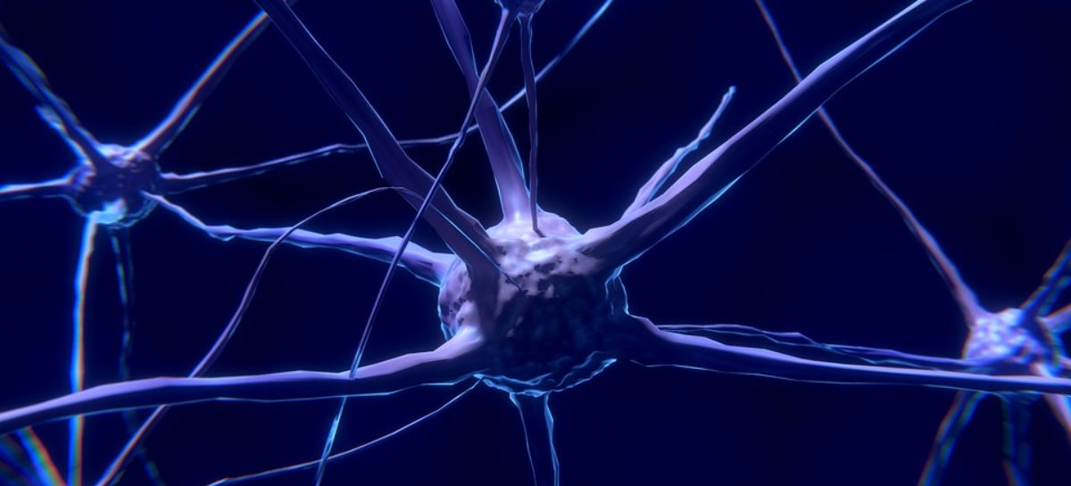 celula neuronala Noi piste pentru cercetarea dezvoltării creierului uman, descoperite prin analiza comparativă cu primatele