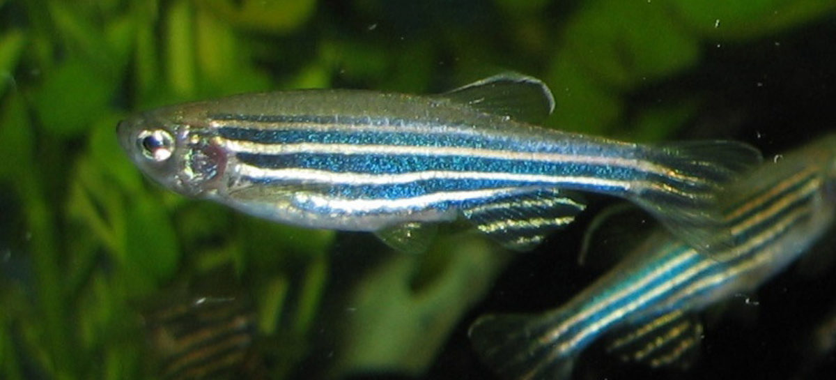 pestele zebra Tratamentele pentru Parkinson ar putea fi îmbunătățite în urma descoperirilor făcute în creierul unei specii de pești, consideră cercetătorii britanici