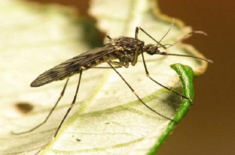 Două cazuri de meningită cu virusul West Nile, confirmate la Brăila. Pacienţii, la ATI, cu evoluţie nefavorabilă