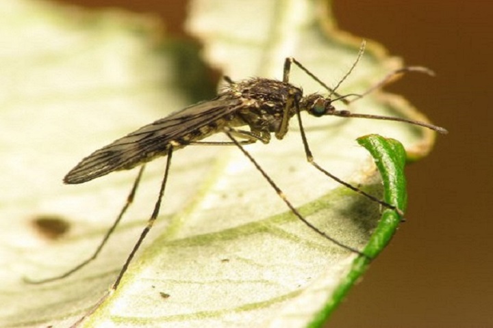 Două cazuri de meningită cu virusul West Nile, confirmate la Brăila. Pacienţii, la ATI, cu evoluţie nefavorabilă