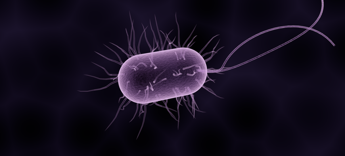 bacterie, microbiota Abordare promițătoare în tratamentul împotriva „superbacteriei“ stafilococul auriu