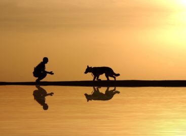 Studiu: Deținerea unui câine ca animal de companie este asociată cu un risc mai scăzut de boli cardiovasculare