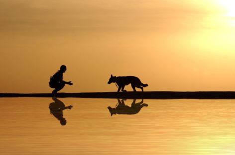 Studiu: Deţinerea unui câine ca animal de companie este asociată cu un risc mai scăzut de boli cardiovasculare