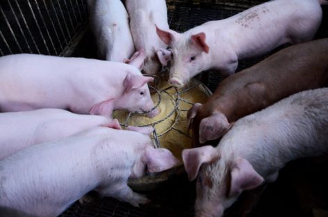 Rezistența la antimicrobiene s-a triplat în ultimii 20 de ani la animalele din ferme