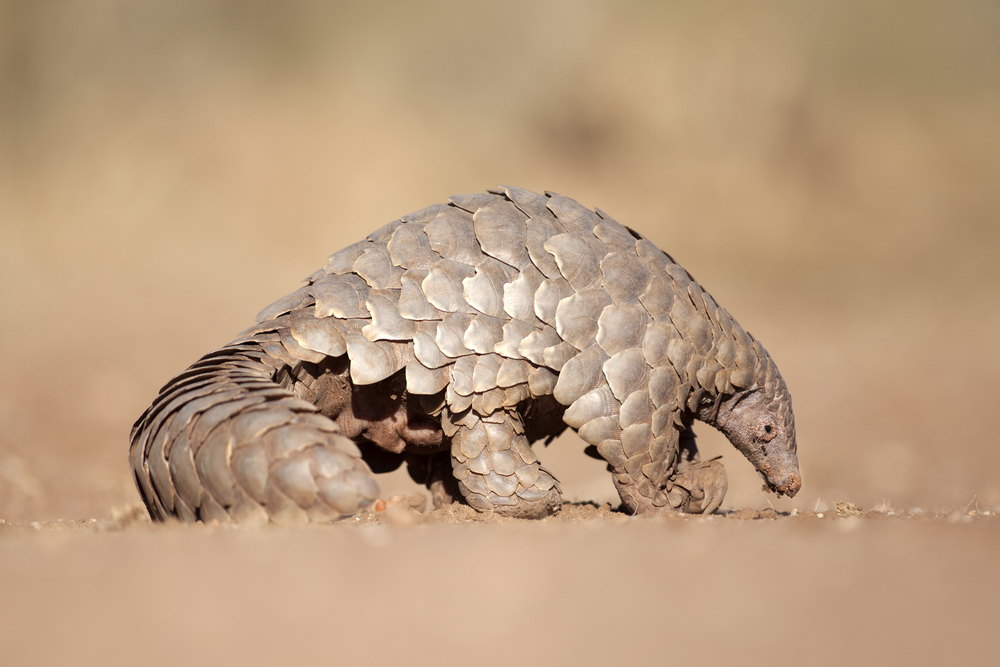 Noul coronavirus a fost transmis de la lilieci la oameni prin intermediul pangolinilor, arată un studiu realizat în China