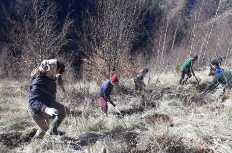 ZENTIVA plantează 20.000 de arbori pentru a reface o zonă din Munții Făgăraș