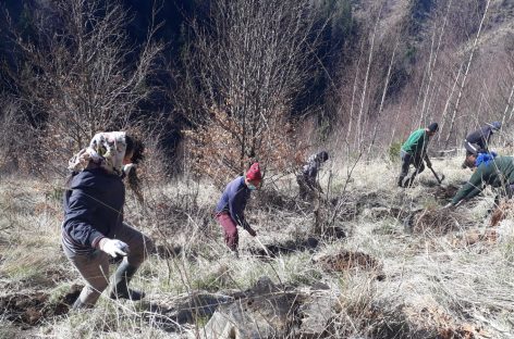 ZENTIVA plantează 20.000 de arbori pentru a reface o zonă din Munţii Făgăraş