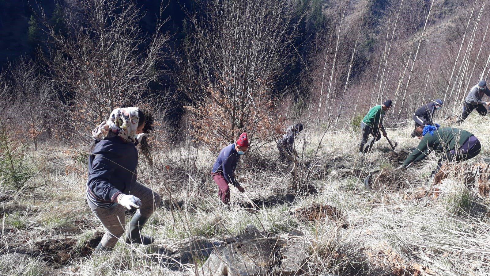 ZENTIVA plantează 20.000 de arbori pentru a reface o zonă din Munţii Făgăraş