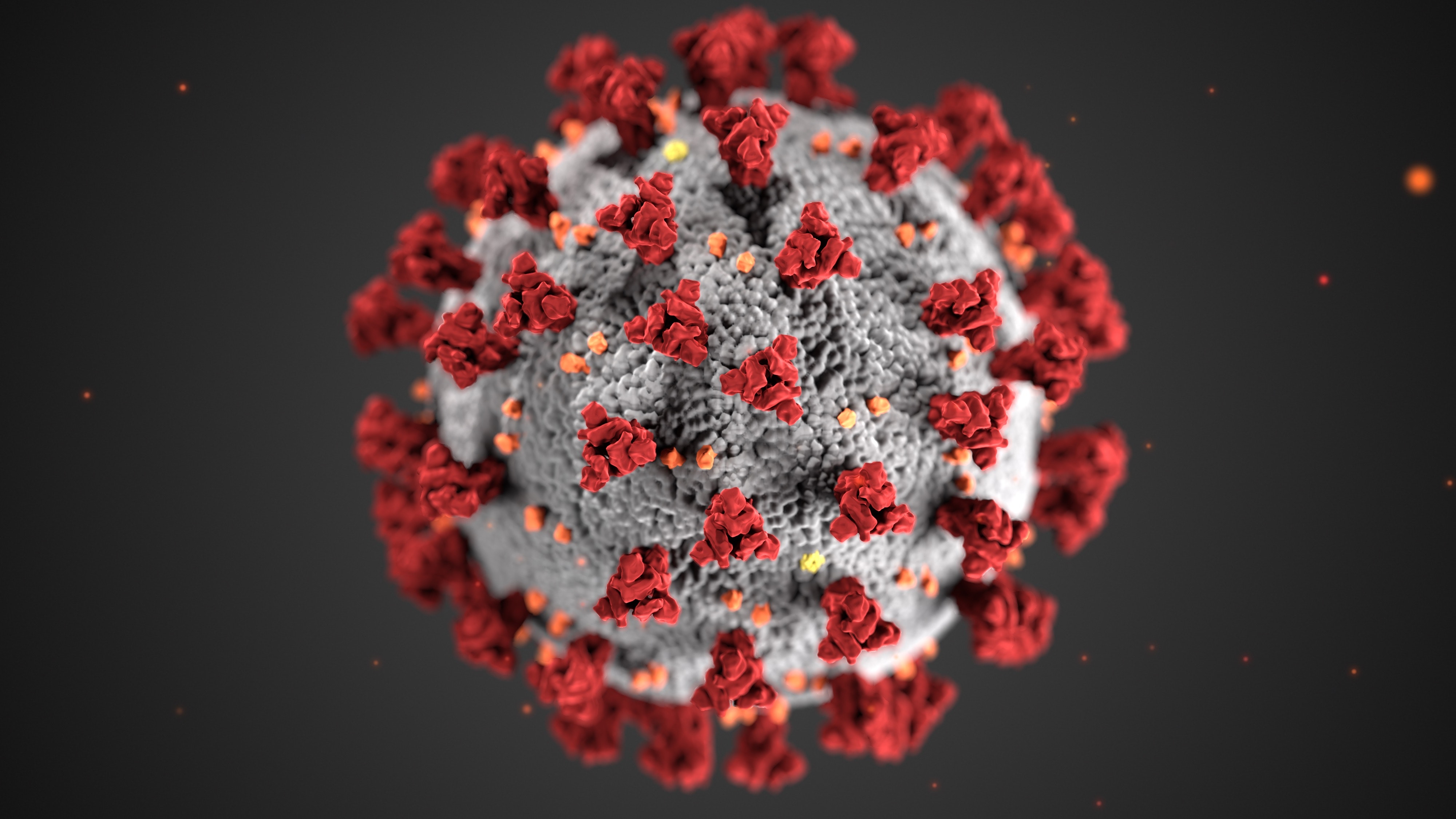 Studiu: Proteina spike a SARS-CoV-2 se leagă de anumite celule ale inimii, putând provoca leziuni microvasculare severe