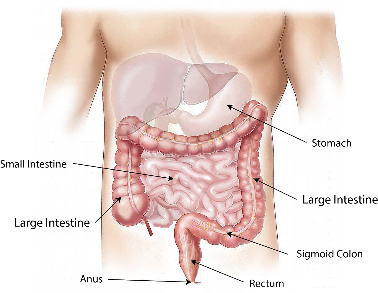 Medicii americani recomandă scăderea vârstei la care începe screeningul cancerului colorectal colonoscopia prin CT