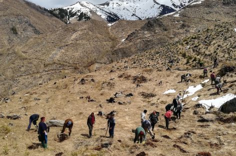 Neglijate şi degradate timp de decenii, 5 hectare de zonă tăiată la ras din Munţii Făgăraş se retransformă în pădure prin contribuţia Zentiva