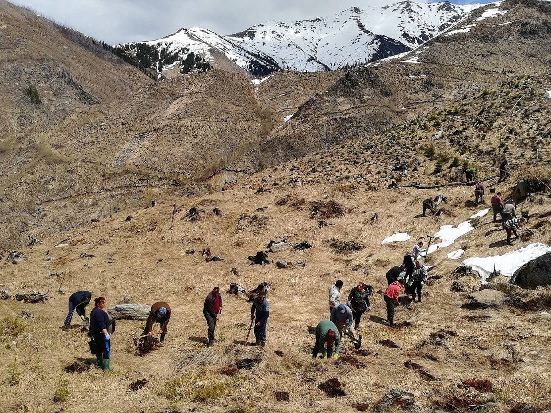 Neglijate şi degradate timp de decenii, 5 hectare de zonă tăiată la ras din Munţii Făgăraş se retransformă în pădure prin contribuţia Zentiva