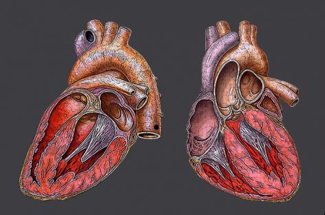 Cercetătorii au creat un ventricul artificial din celule cardiace vii