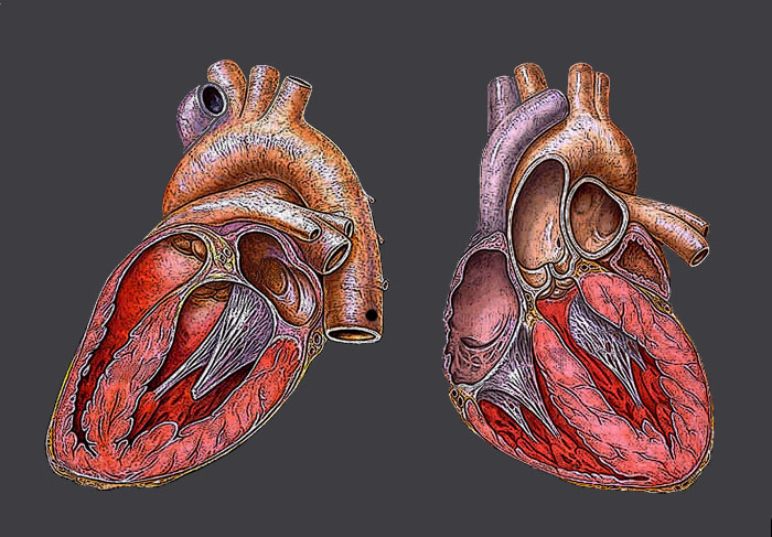 Cercetătorii au creat un ventricul artificial din celule cardiace vii