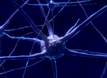 Neuronii au un sistem de rezervă care îi ajută să rămână funcționali în caz de urgențe