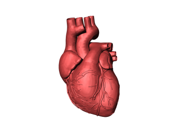 Progres în fabricarea primei inimi artificiale umane, reușit de bioinginerii de la Harvard