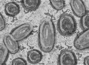 EMA își consolidează răspunsul la epidemia de variola maimuței