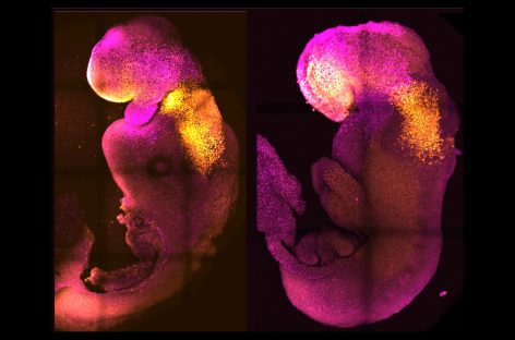 Embrioni „sintetici”, cu creier şi o inimă care bate, dezvoltaţi de oamenii de ştiinţă