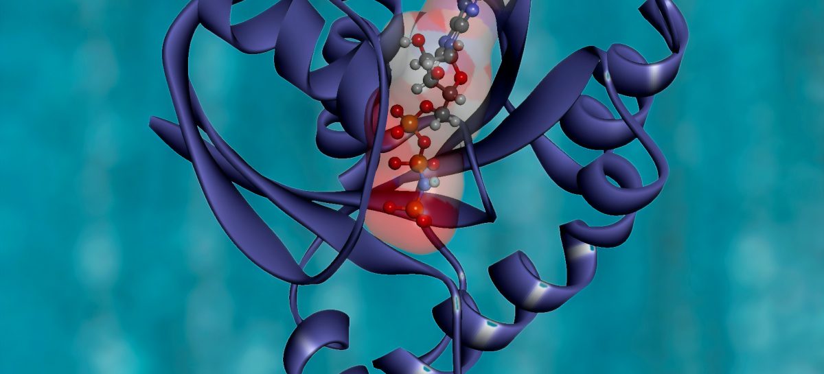 Structura proteinei RAF1, responsabilă de transmiterea semnalelor oncogene KRAS, descifrată de cercetători
