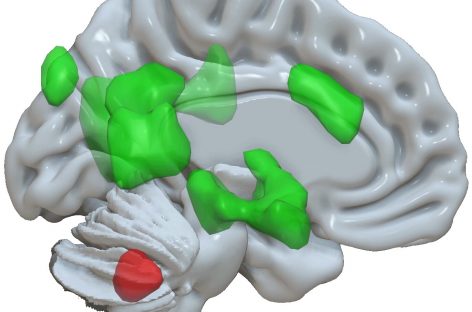 S-a descoperit o nouă funcţie a cerebelului