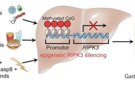 O descoperire neaşteptată a oamenilor de ştiinţă redirecţionează eforturile pentru tratamentul bolilor hepatice