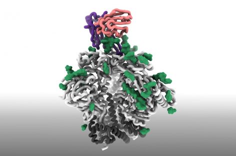 Oamenii de ştiinţă au proiectat şi validat o strategie promiţătoare de vaccin împotriva HIV