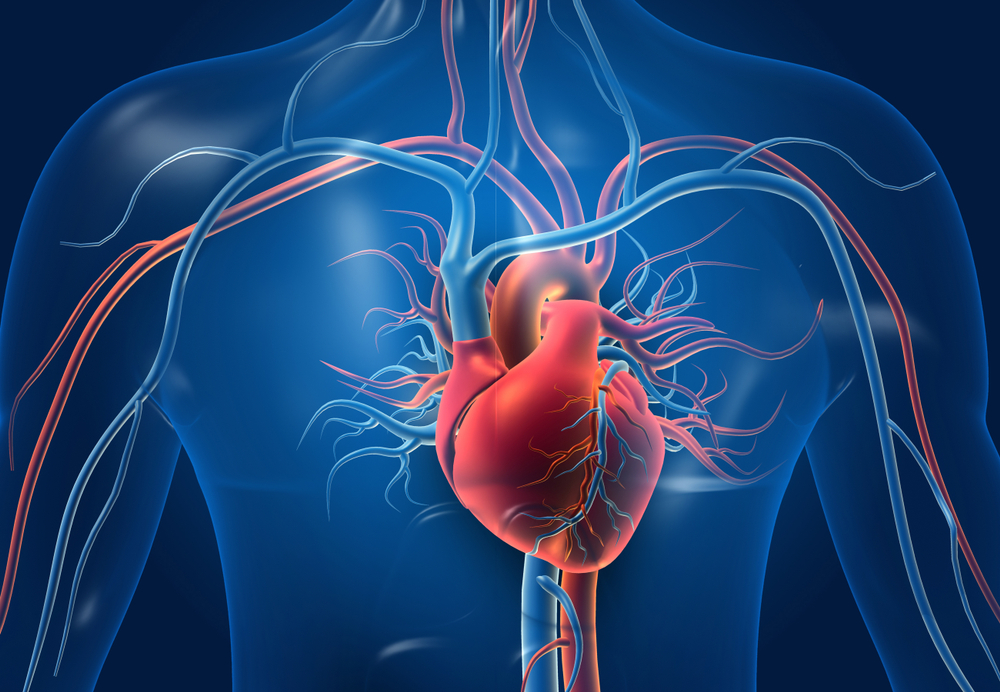 Modificări în modul în care inima produce energie, cel mai timpuriu semnal al deteriorării cardiace