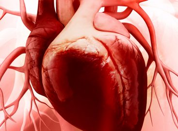 Mecanism derivat din celulele stem ar putea duce la terapii regenerative pentru afecțiunile cardiace