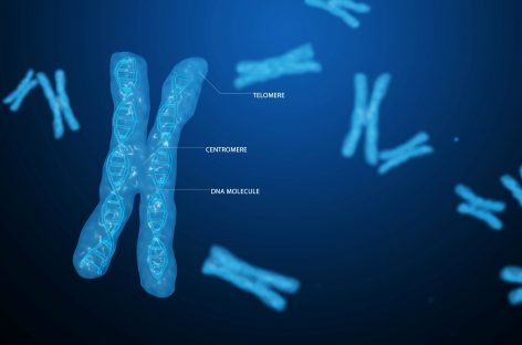 Oamenii de ştiinţă au făcut o descoperire neaşteptată: telomerii pot codifica proteine cu potenţial relevant în cancer şi îmbătrânire