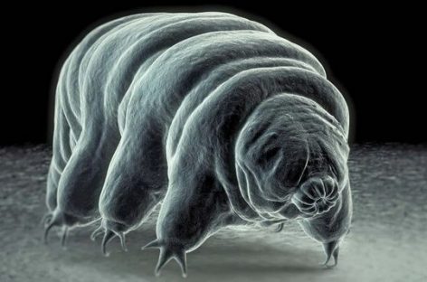 Tardigradele şi o descoperire în domeniul sănătăţii umane