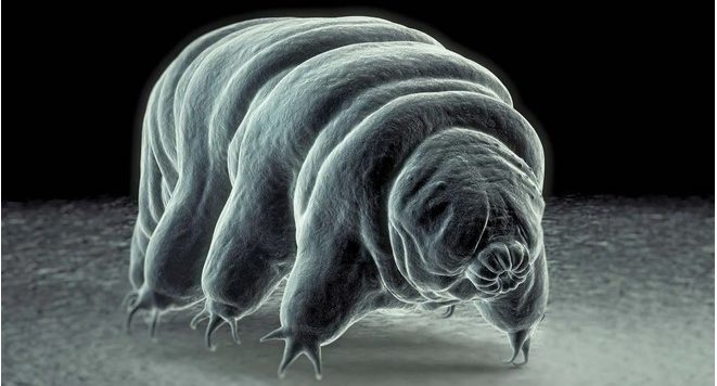 Ce au descoperit oamenii de ştiinţă după ce au introdus în celulele umane proteine de la cel mai misterios organism microscopic, care este aproape indestructibil