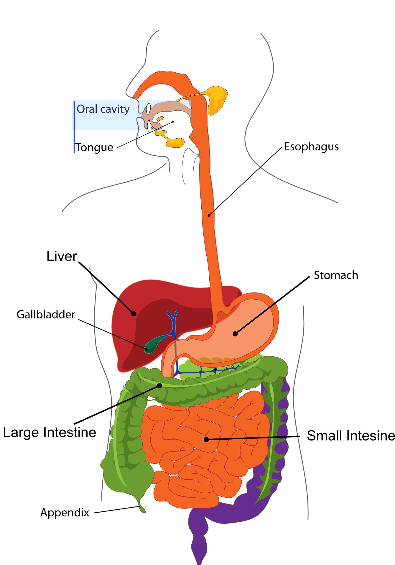 19 mai - Ziua Mondială a Bolilor Inflamatorii Intestinale