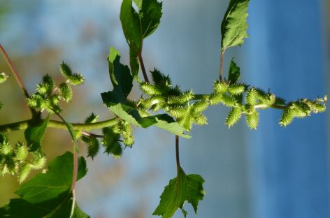 O buruiană din România, elixirul tinereţii?