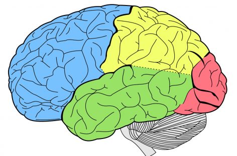 Cel mai amplu studiu genetic arată modul în care este organizat creierul