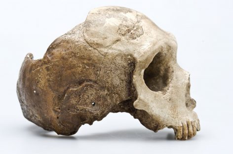 Ramură umană necunoscută descoperită în genomul Omului de Neanderthal