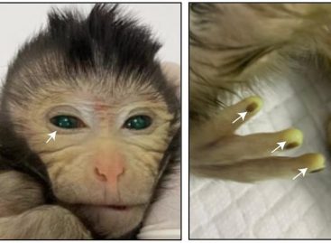 Prima naștere vie a unei maimuțe-himeră folosind linii de celule stem embrionare
