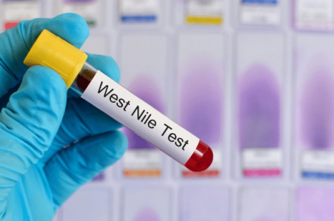 Apariția și răspândirea virusului West Nile în Europa. Ce au descoperit oamenii de știință