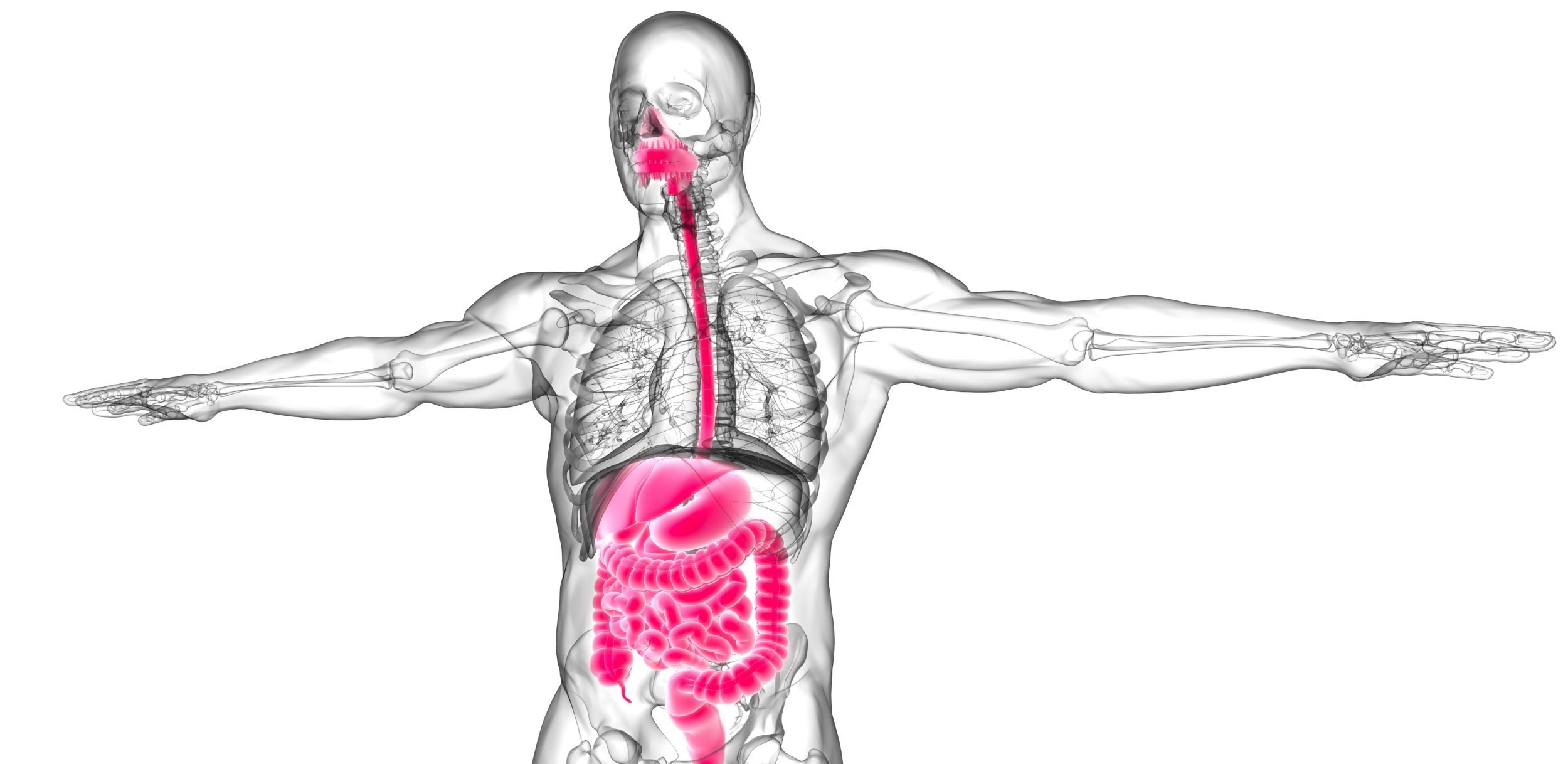 Proteinele din carne, lapte şi alte alimente suprimă tumorile intestinale, a descoperit un studiu