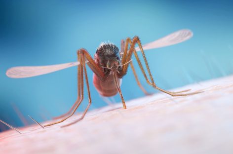 Israelul raportează al treilea deces cauzat de virusul West Nile. România a înregistrat anul trecut cel mai mare număr de infecţii cu acest virus din ultimii ani